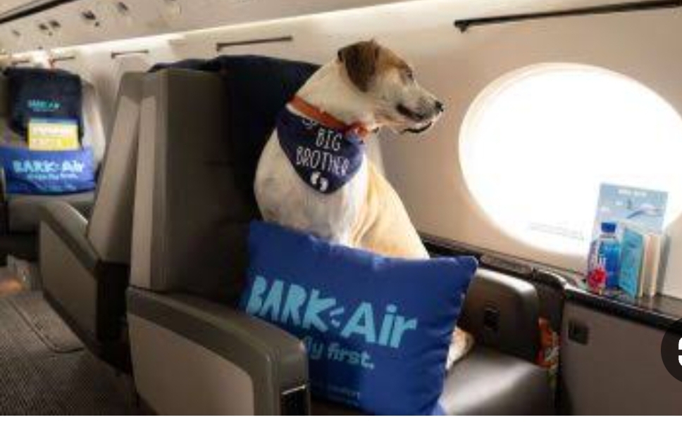 شركة "نباح" تطلق أول خطوط جوية خاصة بالكلاب