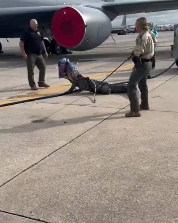 تمساح عملاق يزور قاعدة "ماكديل" الجوية الأمريكية وفرق الإنقاذ تتدخل